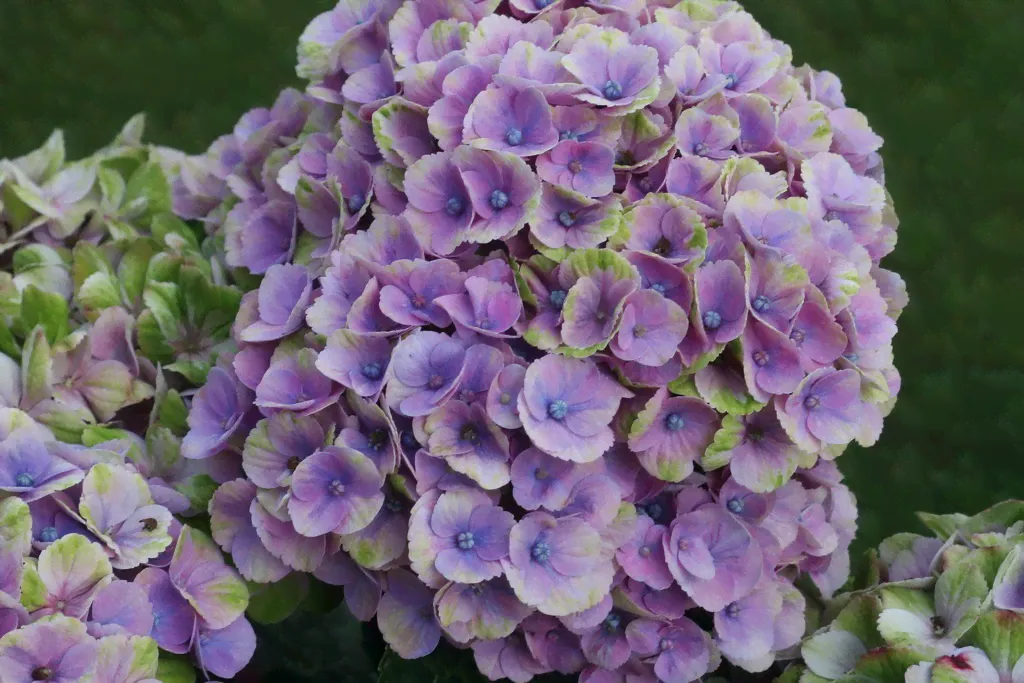 Гортензия к. Мэджикал Аметист (Magical Amethyst)-0