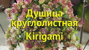 Душица круглолистная Киригами. Краткий обзор, описание характеристик origanum rotundifolium Kirigami